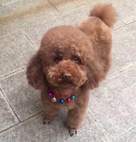 舆新广场丢失4岁公棕色泰迪犬一只